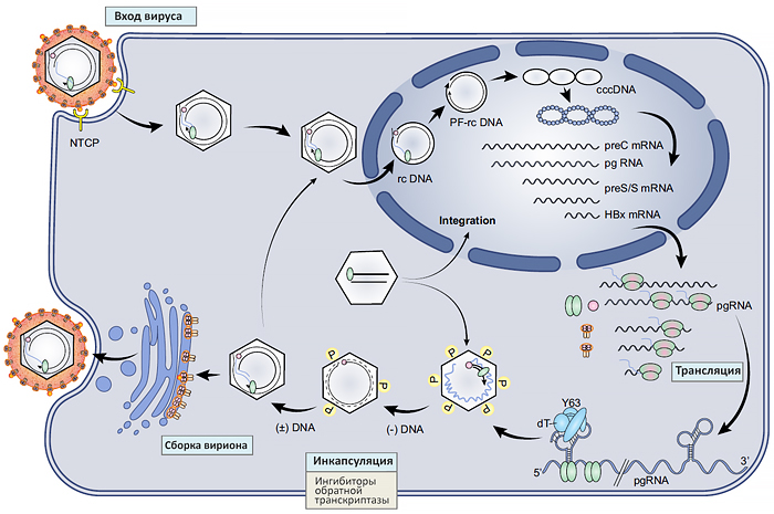 Жизненный цикл вируса гепатита В и цели терапии