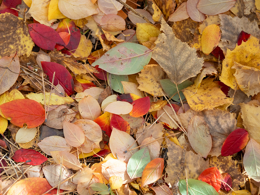 Разноцветные листья осенью