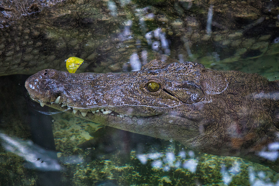 Нильский крокодил, Crocodylus niloticus