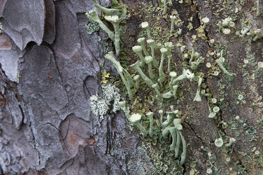 Лишайник Cladonia fimbriata (бахромчатая)