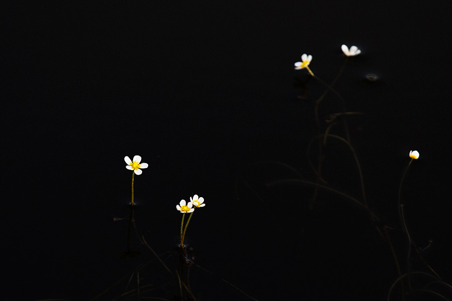 Цветы на болоте