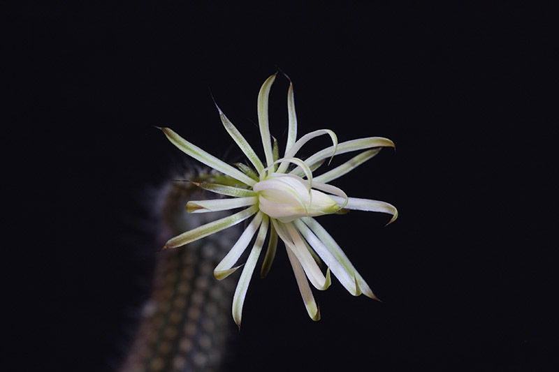 Кактус Echinopsis mirabilis