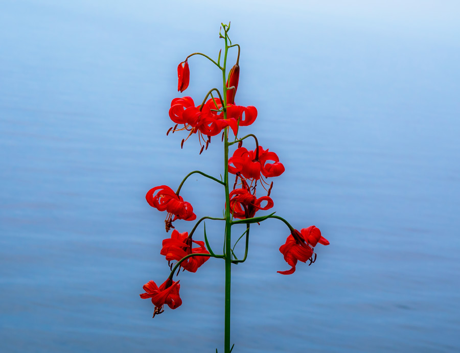 Растения Байкала. Лилия карликовая