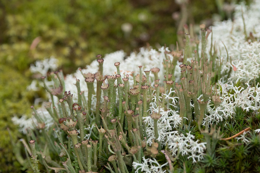 Лишайник Кладония мутовчатая (Cladonia vertcillata Ноffm.)