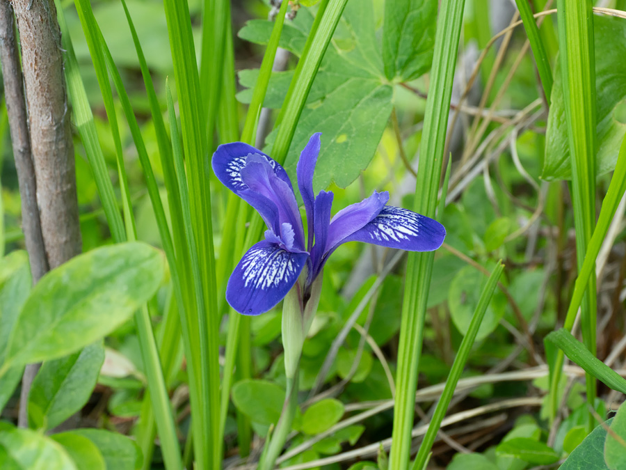 Ирис русский (Iris ruthenica)