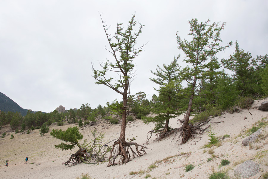 Ходульные деревья в бухте Песчаная на Байкале