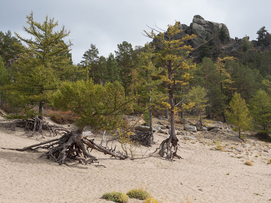 Ходульные деревья в бухте Песчаная на Байкале