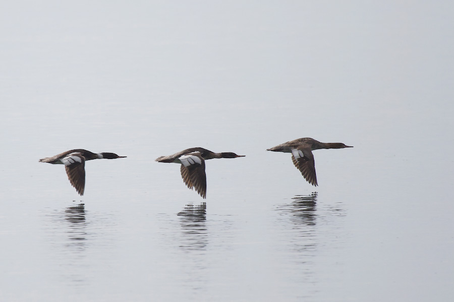 Водоплавающие птицы Байкала