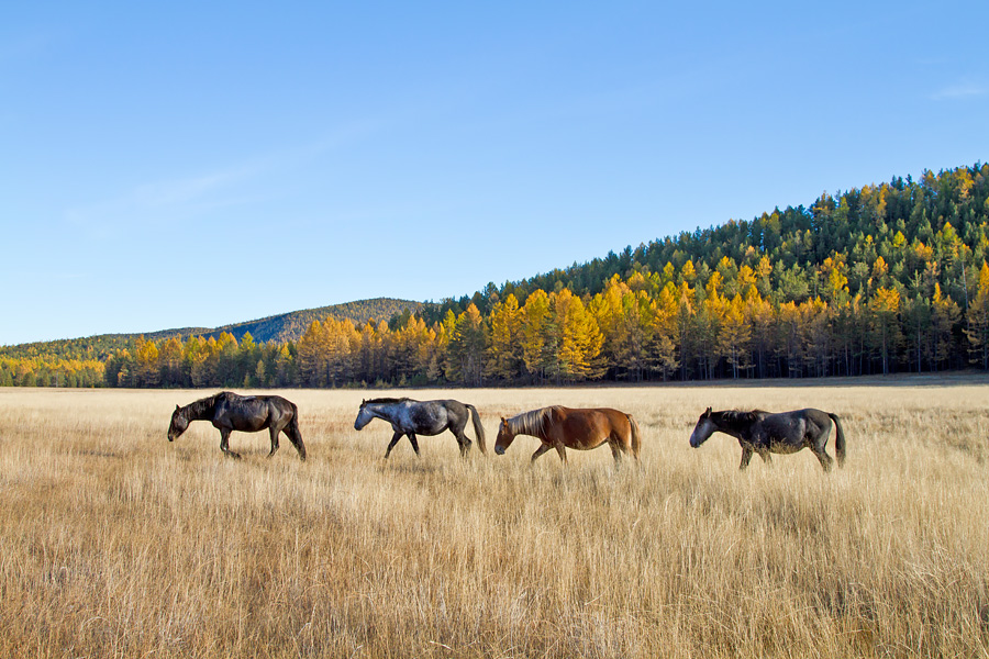 Дикие лошади на острове Ольхон, озеро Байкал