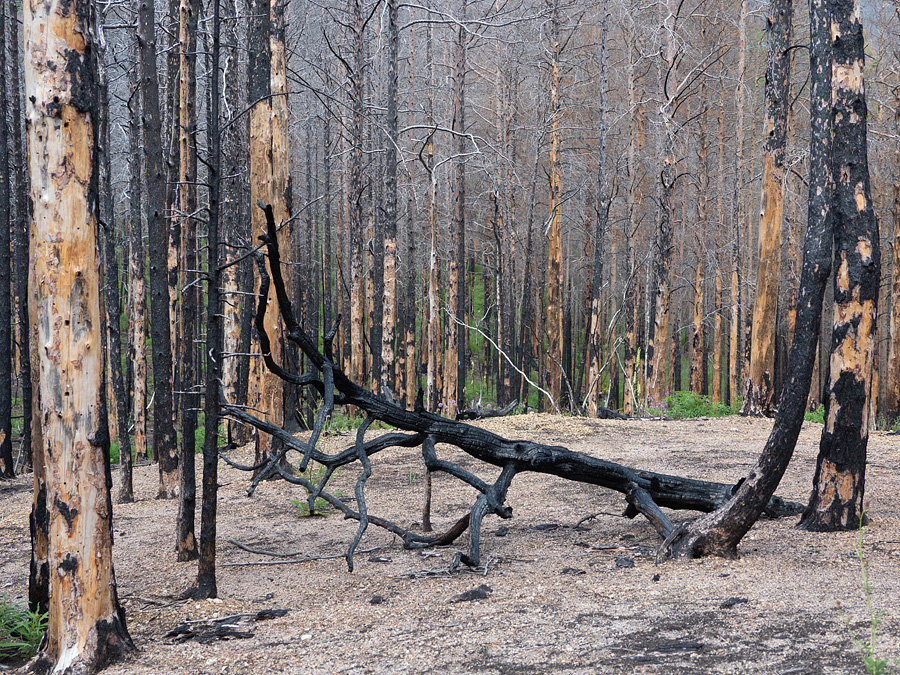 Деревья после пожара на Байкале