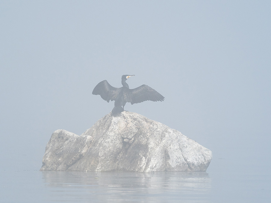 Баклан сушит крылья в тумане