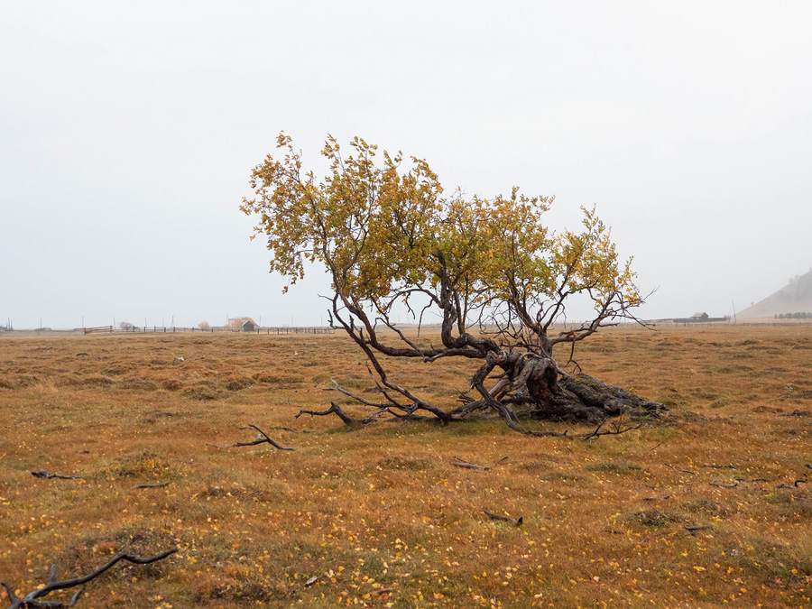 Деревья осенью на Байкале