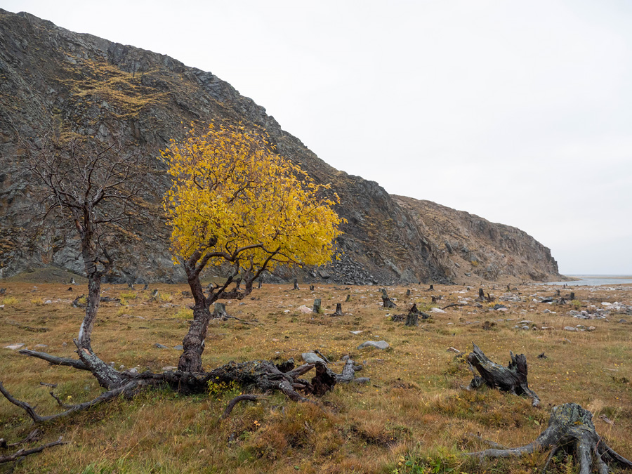 Деревья осенью на Байкале