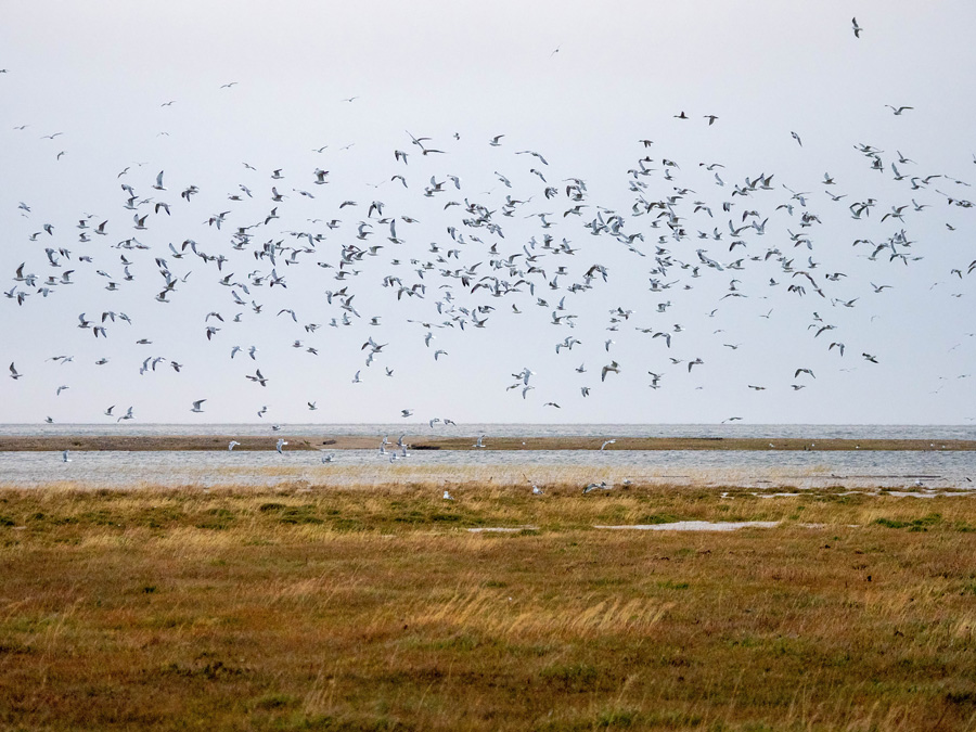 Чайки осенью на Байкале