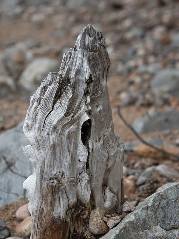 Деревянные существа на берегу Байкала