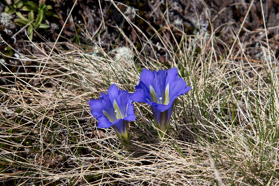 Горечавка крупноцветная (Gentiana grandiflora)