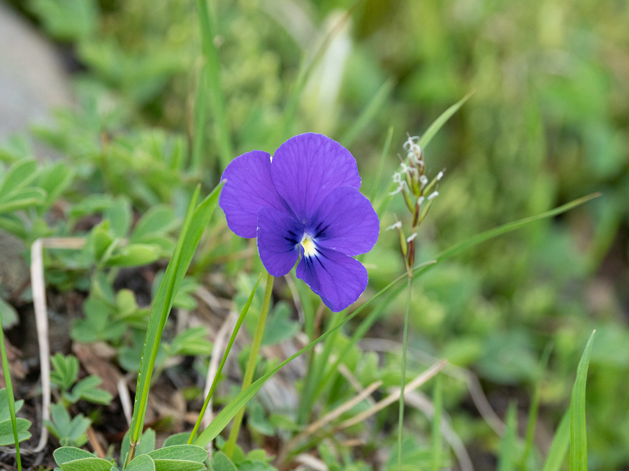 Фиалка алтайская (Viola altaica)